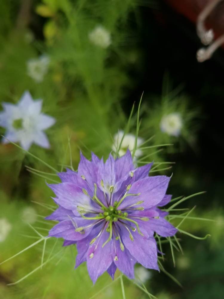 ニゲラの投稿画像 By かいえさん ブラッククミンの花とおうち園芸とおうちdeハーブとスパイス 月5月22日 Greensnap グリーンスナップ