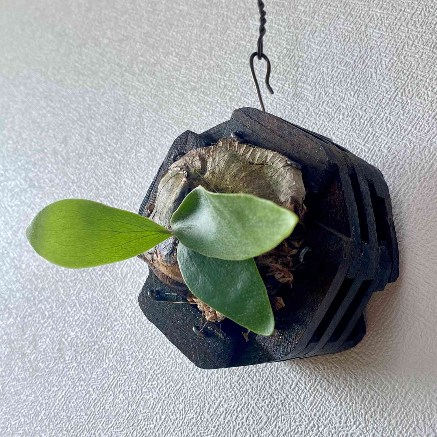 P. ラベル落ち不明種 成長記録 2021.2.11 🔚🔚🔚｜🍀GreenSnap