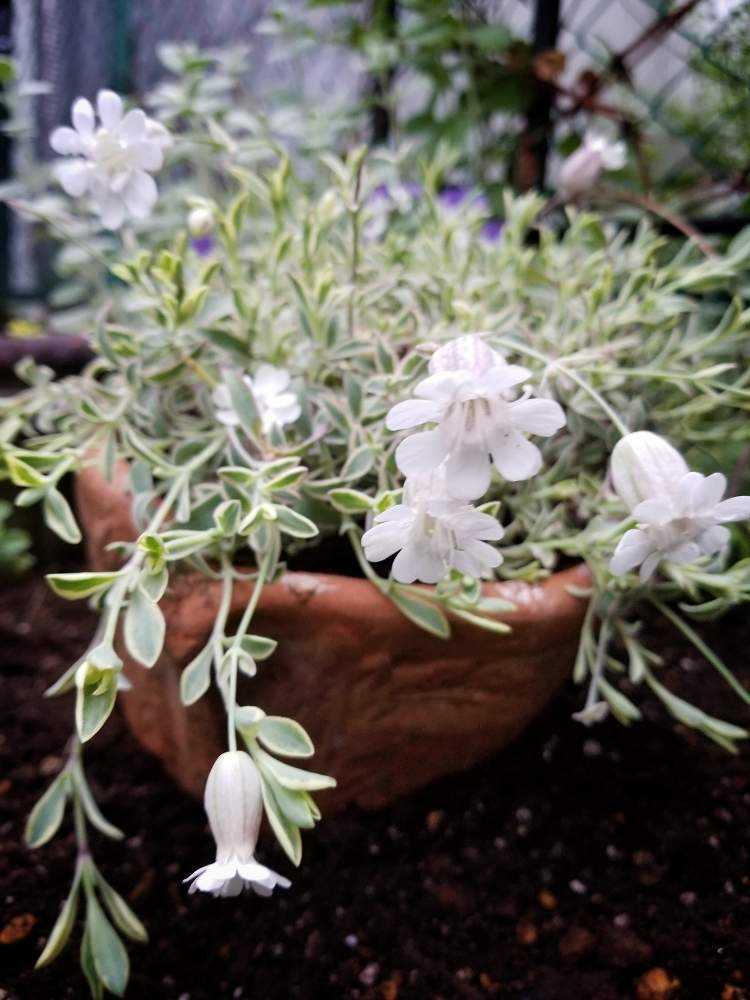 君の名は 私にしか役立たない図鑑 Greensnap グリーンスナップ