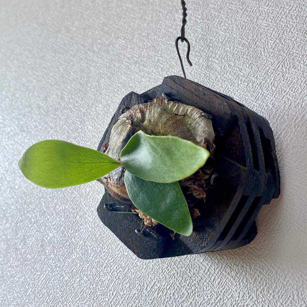 P. ラベル落ち不明種 成長記録 2021.2.11 🔚🔚🔚｜🍀GreenSnap