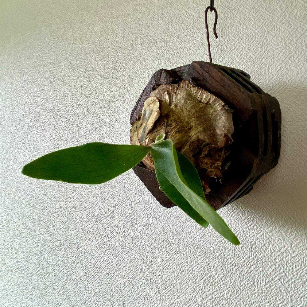 P. ラベル落ち不明種 成長記録 2021.2.11 🔚🔚🔚｜🍀GreenSnap