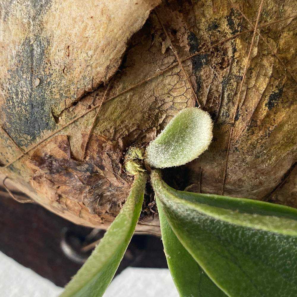 P. ラベル落ち不明種 成長記録 2021.2.11 🔚🔚🔚｜🍀GreenSnap