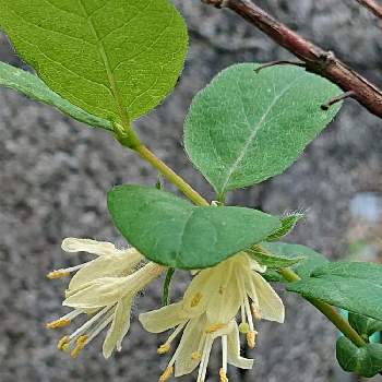 ハスカップの花の投稿画像一覧 Greensnap グリーンスナップ