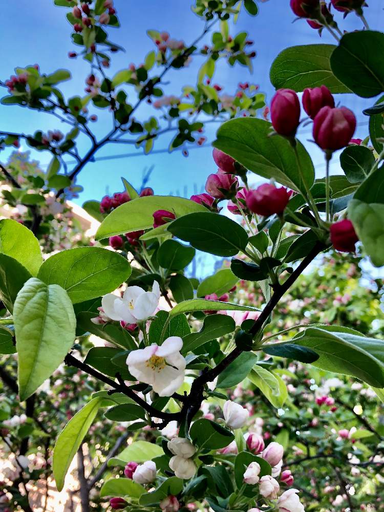 Robinさんの投稿画像 月5月22日 Greensnap グリーンスナップ