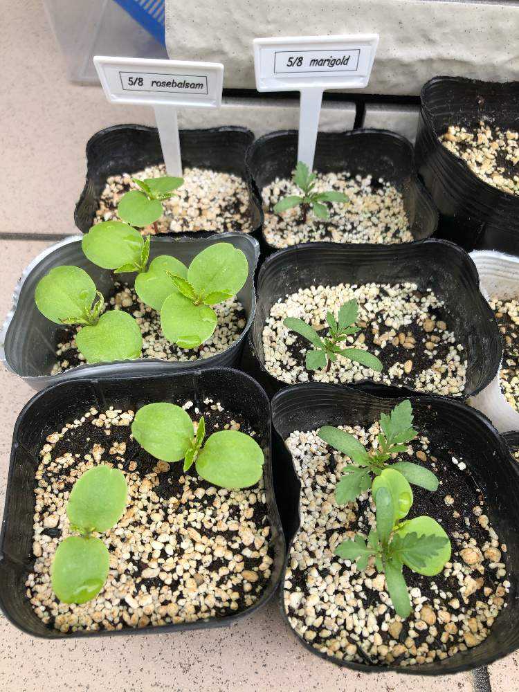 種まき マリーゴールド ホウセンカ Greensnap グリーンスナップ