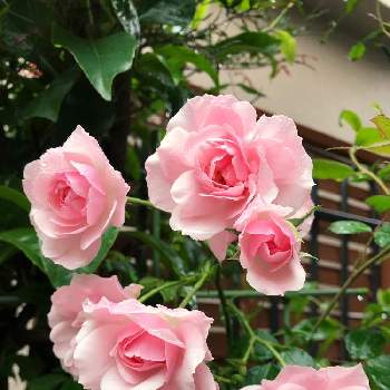 修景バラの画像 by きゃらめる©︎さん | ばら バラ 薔薇とボニカ82とピンクのバラ♡とおうち園芸とバラ 鉢植えと殿堂入りバラと新米ロザリアンとメイアンと修景バラと暮らしに癒しをとバラを楽しむ