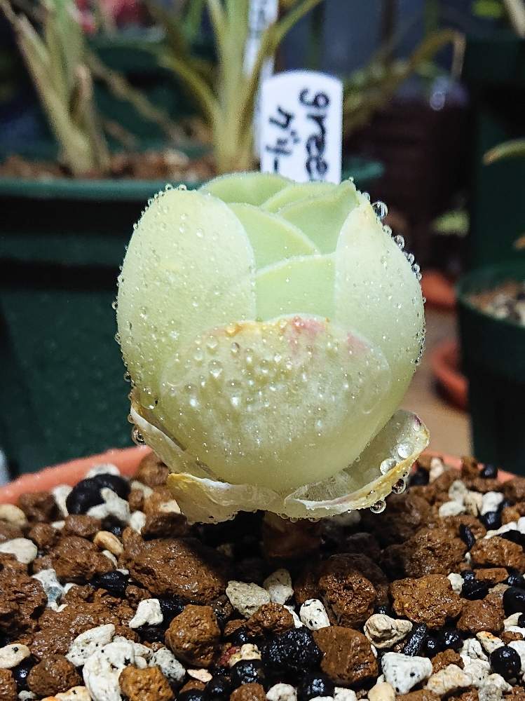 グリーノビアエッグローズの投稿画像 by あっちゃんさん|2020とおうち