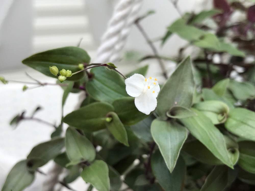 ブライダルベールの投稿画像 By Xxxmayuxxxさん 白い花と暑さに強いとハンギング 月5月22日 Greensnap グリーンスナップ