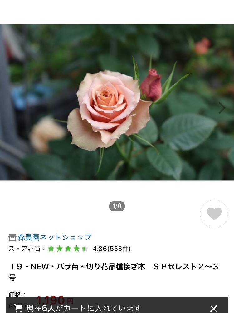 うふふの切り花種 薔薇の記録つくりました｜🍀GreenSnap