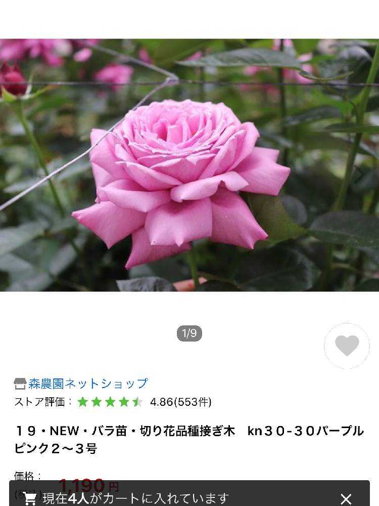 うふふの切り花種 薔薇の記録つくりました｜🍀GreenSnap