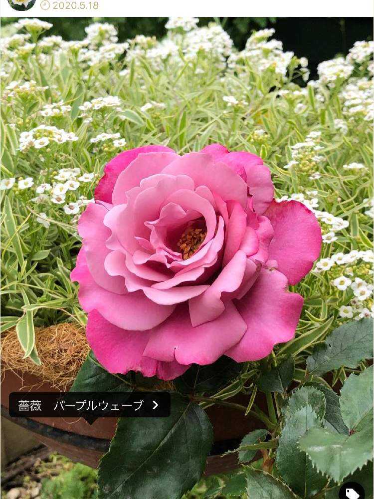 薔薇ページ JUDEの庭と薔薇のカヲリ