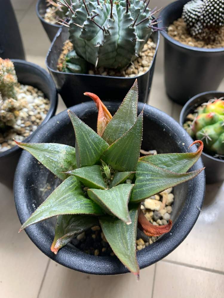 ハオルチア レツーサ 寿の投稿画像 By キリちゃんさん 花芽と多肉植物とみどりのある暮らしと開花とかっこいい と観葉植物と植物のある暮らしとキリちゃん他の植物とハオルチア属と東京とgs映えとno Green No Lifeと植中毒と緑のある暮らしと綺麗と珍奇植物と花のある