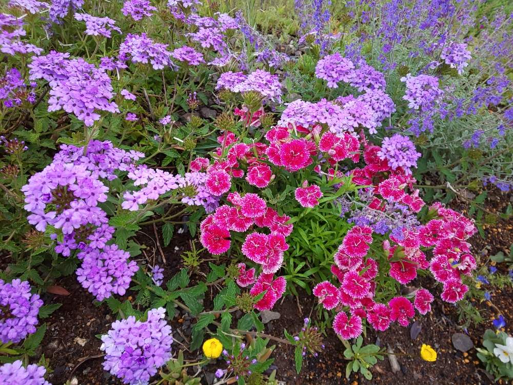 ナデシコの投稿画像 By 14さん キャットミントとキャットミントとテルスターと宿根バーベナとムルチコーレとムラサキの花といただきものと種からと挿し木と雑草対策と紫の花と地植え 月5月22日 Greensnap グリーンスナップ