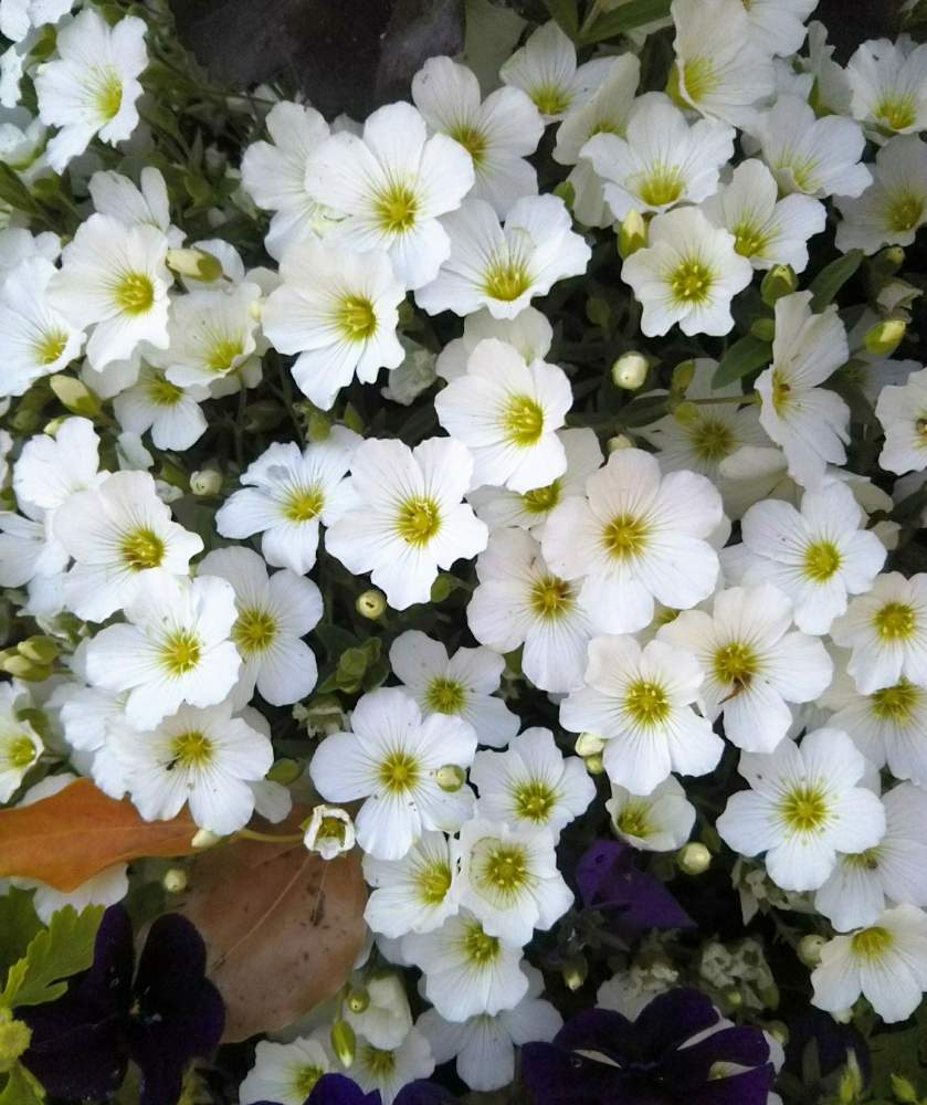 穏やかな心の投稿画像 By エンジェルさん 可愛いと花のある暮らしと白い花と散歩中 月5月22日 Greensnap グリーンスナップ