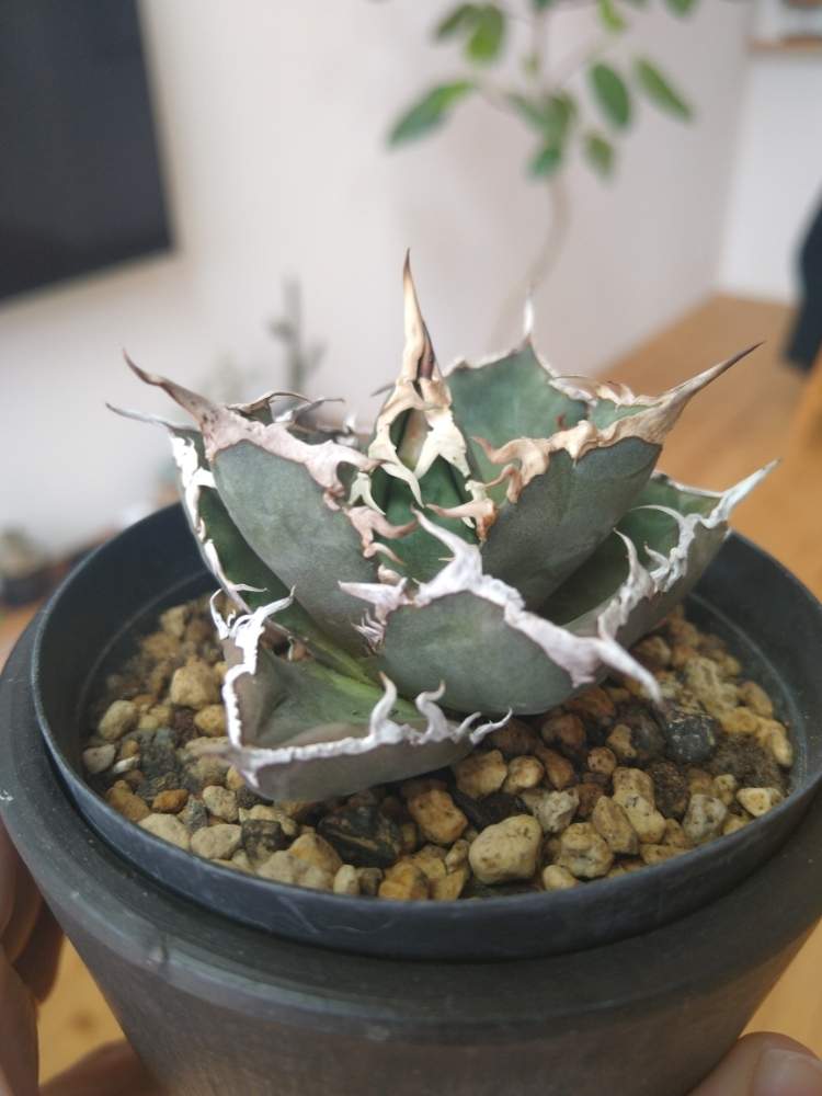 アガべ ホリダ034 強棘 Agave horrida 塊根植物 観葉植物 多肉植物