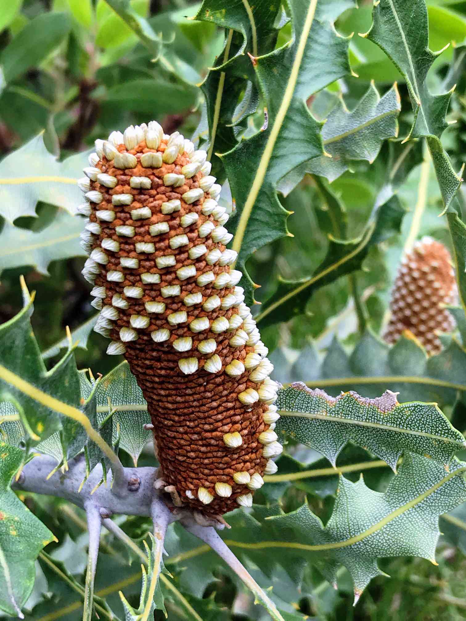 バンクシア アシュビーの一覧｜🍀GreenSnap（グリーンスナップ）