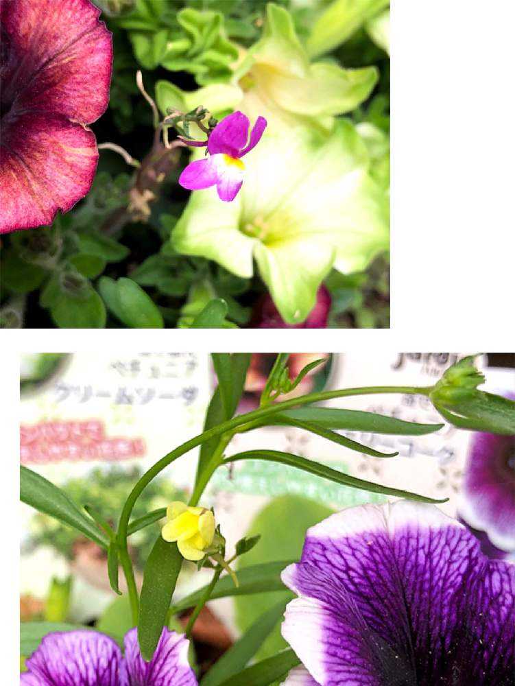 初めてのリナリア、ジギタリス、ヒペリカムの記録2019年9月