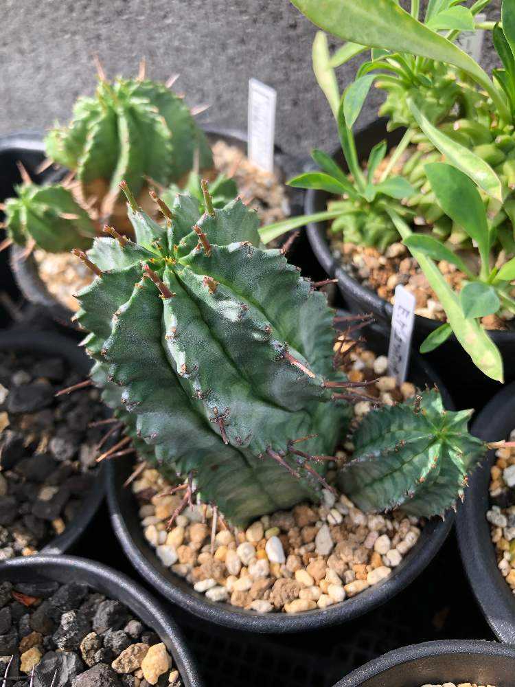 ユーフォルビア・ゲンコツホリダ｜🍀GreenSnap（グリーンスナップ）