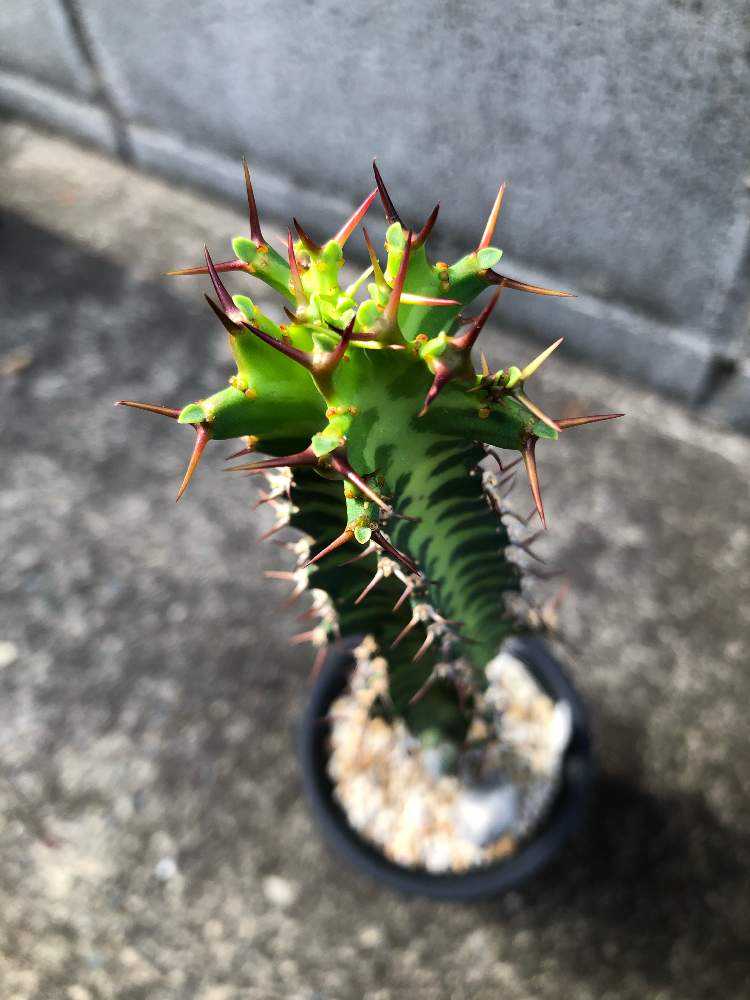 ユーフォルビア・ノベリー(閃光閣)｜🍀GreenSnap（グリーンスナップ）