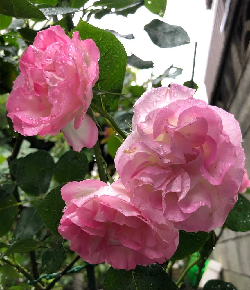 バラ ストロベリーアイスの投稿画像 By まちすけさん 鉢 プランター専門とピンク と半日陰とピンクの覆輪と大輪のぱらと花のある暮らし 月5月23日 Greensnap グリーンスナップ