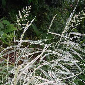 斑入りクサヨシの投稿画像一覧 Greensnap グリーンスナップ