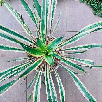 ユッカ グロリオサ バリエガータの投稿画像一覧 Greensnap グリーンスナップ