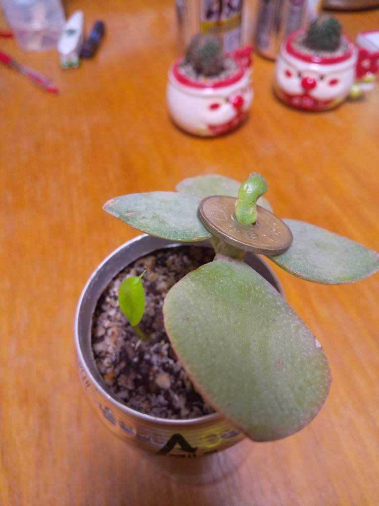 縁起いい多肉植物 金のなる木 写真r3年8月30日撮影 Kinesmegaplaza Com