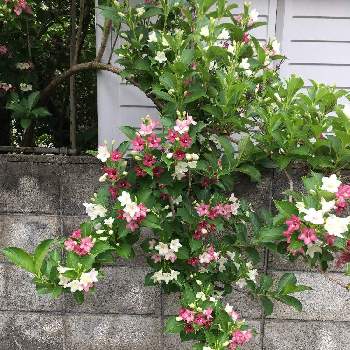 ヤグルマギクの投稿画像 By あさつきさん 月5月15日 Greensnap グリーンスナップ