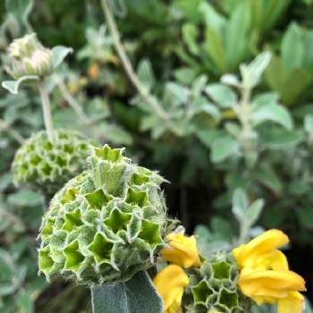 エルサレム セージ