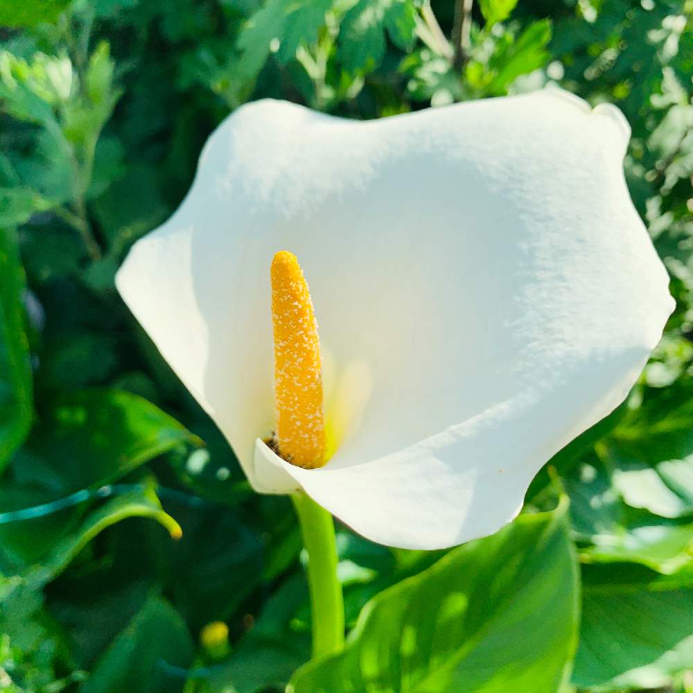 カラーの投稿画像 By スマイルさん お花と白い花とお花好きと綺麗な花 月5月23日 Greensnap グリーンスナップ