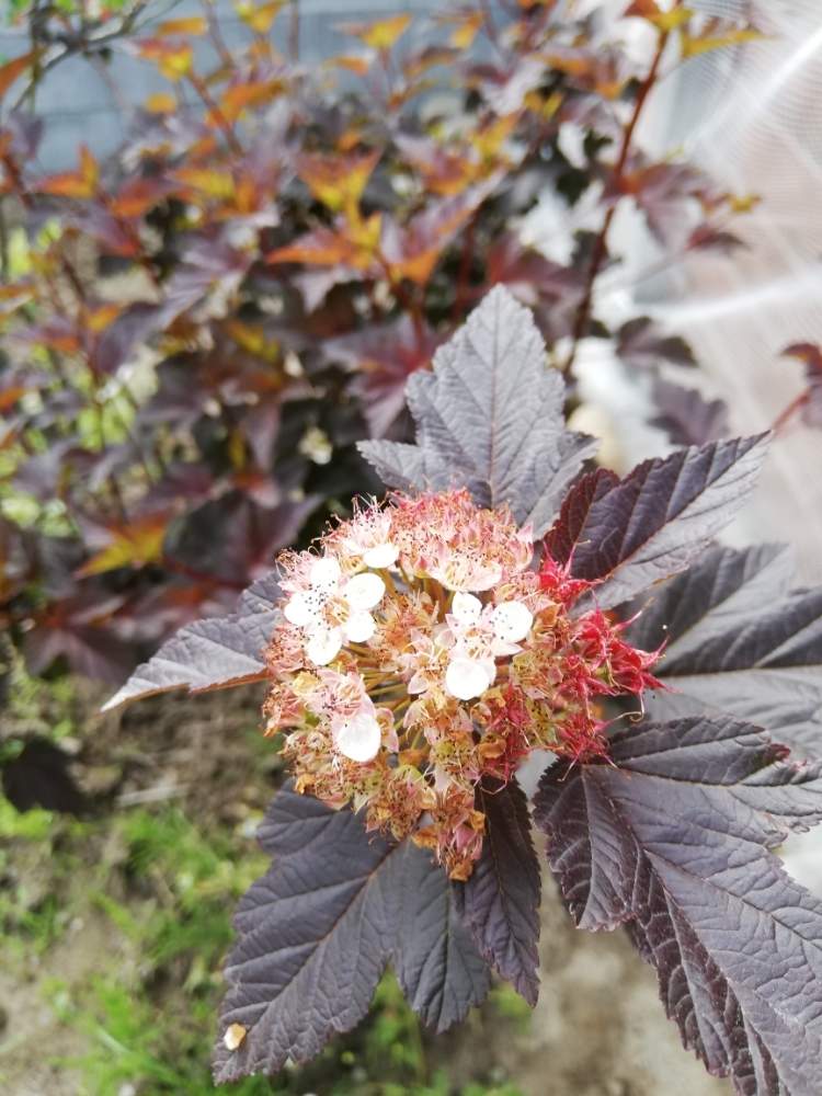 テマリシモツケ ディアボロ Greensnap グリーンスナップ