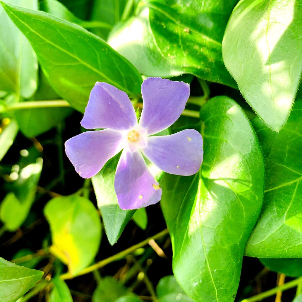 綺麗な花の投稿画像 By スマイルさん 名前を教えてくださいとお花とかわいいな とお花好きと紫のお花とツルニチニチソウとお出かけ先と綺麗な花と名前 を教えてくださいとお花とかわいいな とお花好きと紫のお花 月5月23日 Greensnap グリーンスナップ