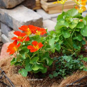 サラダバーネット の投稿画像一覧 Greensnap グリーンスナップ