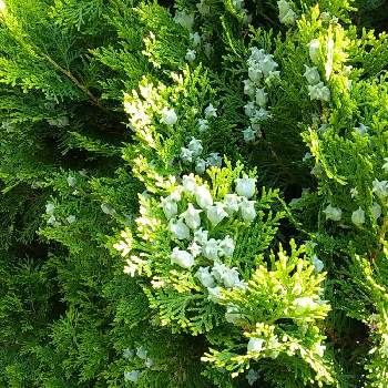 コノテガシワ の投稿画像一覧 Greensnap グリーンスナップ