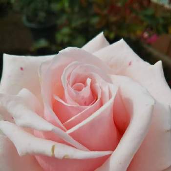 強烈なトゲの投稿画像一覧 Greensnap グリーンスナップ