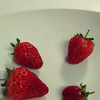 四季なりイチゴ デリーズの投稿画像一覧 Greensnap グリーンスナップ