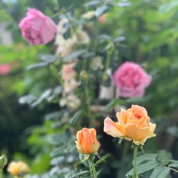 パピ・デルバールの画像 by 黒兎さん | 小さな庭とバラ ローズポンパドールとパピ・デルバールとばら バラ 薔薇と薔薇愛同盟とおうち園芸とお花に癒されてとつぼみとバラ 鉢植えと小さなお庭とパピさん