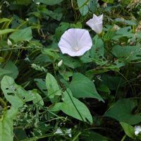 ヒルガオの画像