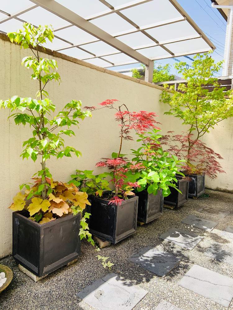 モミジの投稿画像 By Mikaさん ヤマボウシと紫陽花とヒューケラとしだれ紅葉とアイビー 白雪姫としだれ紅葉と和風ティストとモミジ と和風 も好きと和室の前の庭と和風の庭と和室前と癒されるとみどりのある暮らし 月5月23日 Greensnap グリーンスナップ