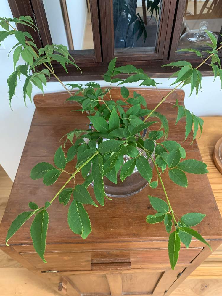 アオダモの投稿画像 By ながつさん 月5月23日 Greensnap グリーンスナップ