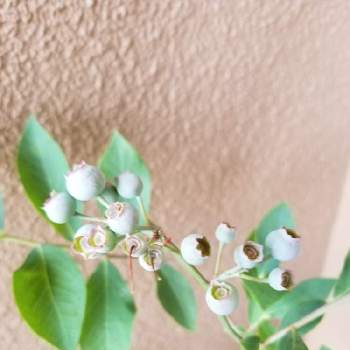 ブルーベリー ブライトウェルの投稿画像一覧 Greensnap グリーンスナップ