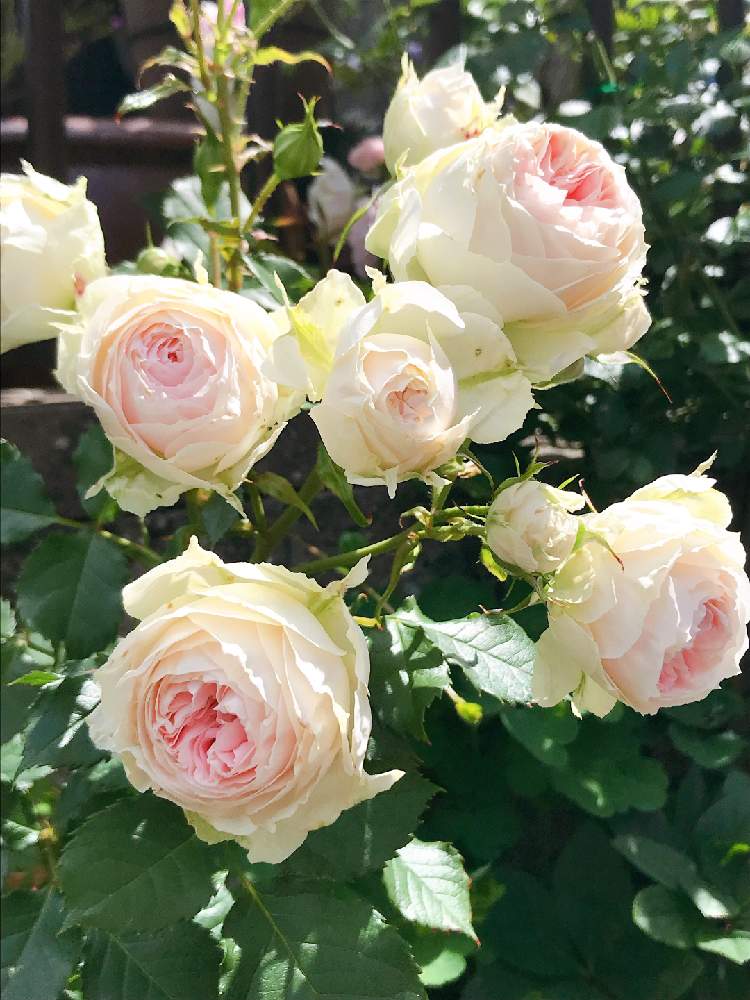 バラの投稿画像 By Ri3さん パシュミナと地植えと薔薇 とバラのある暮らし 月5月23日 Greensnap グリーンスナップ