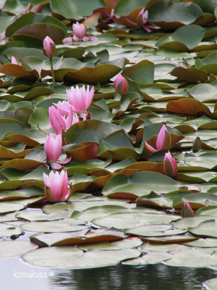 睡蓮の投稿画像 By こまくささん お出かけ先と一眼レフとピンク色と蕾も可愛いと睡蓮 スイレンと一眼レフとピンク色と蕾も可愛いと睡蓮 スイレン 月5月23日 Greensnap グリーンスナップ Greensnap グリーンスナップ