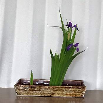 和室の花の投稿画像一覧 Greensnap グリーンスナップ