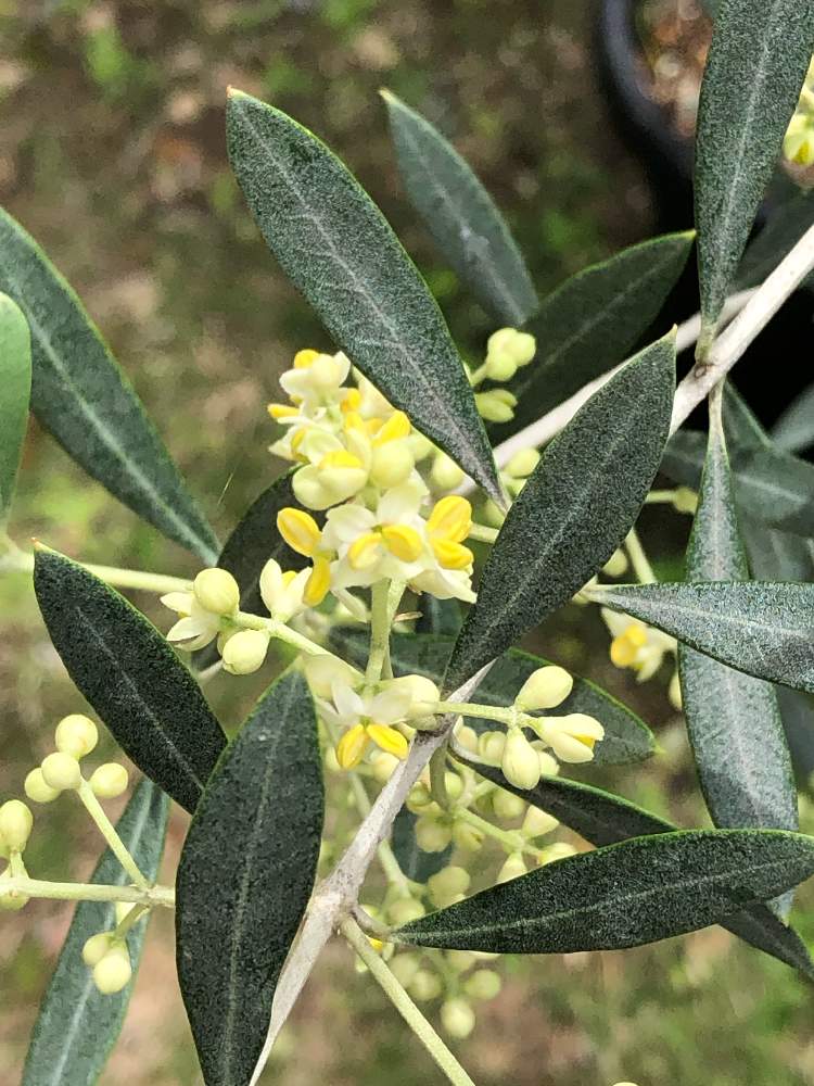 オリーブの投稿画像 By 助六さん オリーブ オヒブランカと鉢植えとオリーブの木 とおうち園芸 月5月23日 Greensnap グリーンスナップ