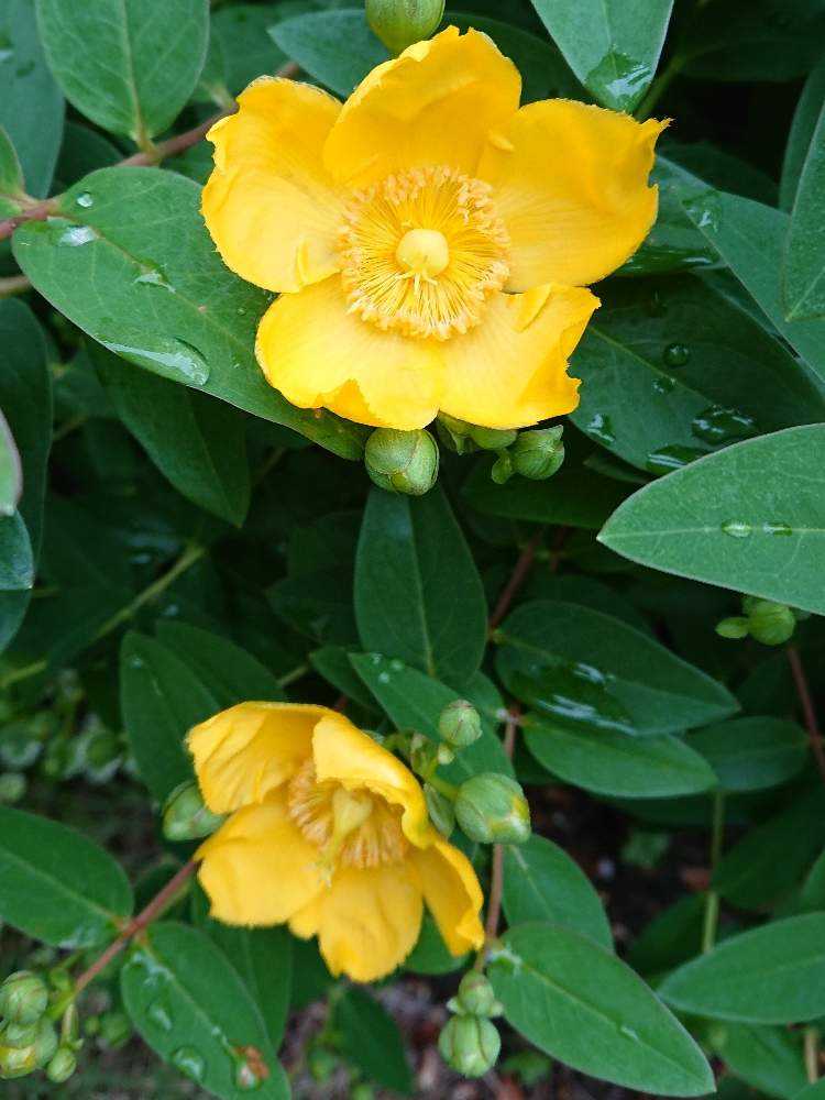 ヒペリカムヒデコート オトギリソウ キンシバイ Greensnap グリーンスナップ