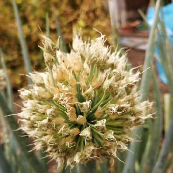 ネギ坊主 長ネギの花 の投稿画像一覧 Greensnap グリーンスナップ ネギ坊主 長ネギの花 の投稿画像一覧 Greensnap グリーンスナップ