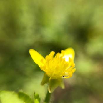 沖縄の植物風景の投稿画像一覧 Greensnap グリーンスナップ