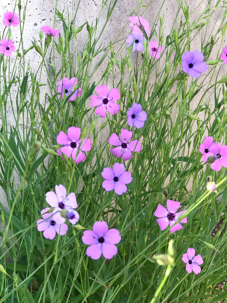 ビスカリアの投稿画像 By Kinako Bearさん コムギセンノウと小さな庭と ひとてま込めて とたねからの幸せと好きな色と次々開花 とおうち園芸と花 のある暮らしとナデシコ科と ひとてま込めて とたねからの幸せと好きな色と次々開花 とおうち園芸と花のある