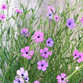 『ひとてま込めて』2020の画像 by kinako☆bearさん | 小さな庭とビスカリアとコムギセンノウと『ひとてま込めて』2020とたねからの幸せと好きな色と次々開花♪とおうち園芸と花のある暮らしとナデシコ科